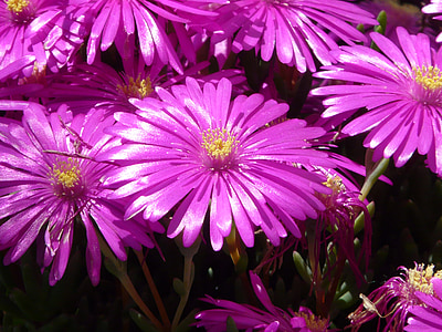 red mittagsblume, ice plant, flower, blossom, bloom, pink, purple