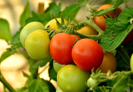 tomater, moden, umodne, rød, nachtschattengewächs, grøntsager, grøn