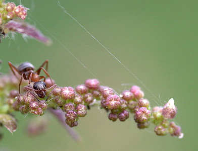 ANT, roślina, makro, Insecta