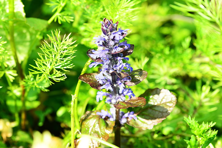 búgula, búgula, blau, flor, salvatge, perenne, planta de papallona