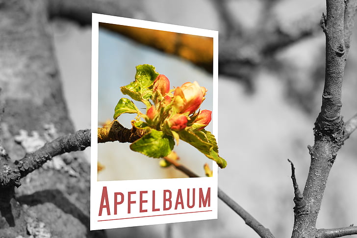 árvore de maçã, Apple, flor, flor, Polaroid, preto e branco, ênfase principal