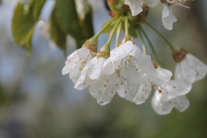 květ, Bloom, bílá, strom, zaměření, Bílý květ, jaro