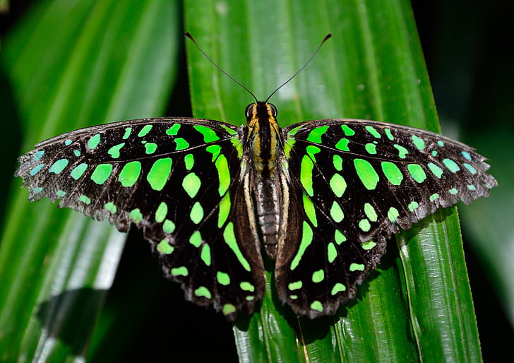 sommerfugl, oppdaget, vinger, mønster, fargerike, makro, Nærbilde