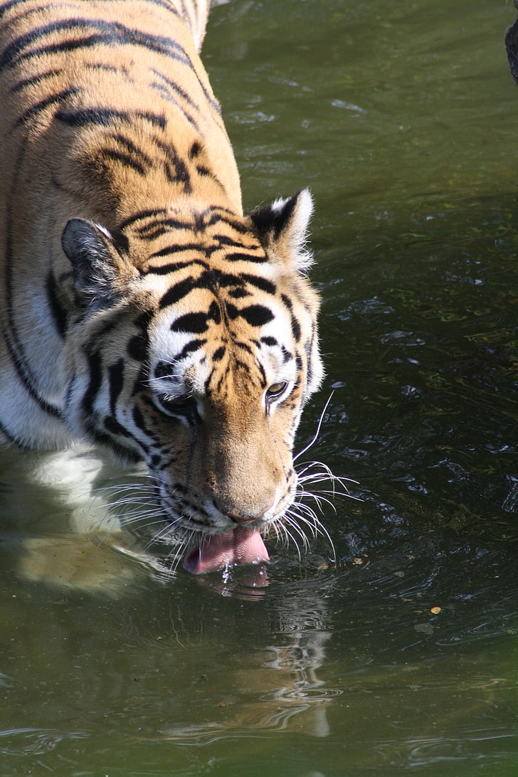 tijgers, dierentuin, strepen, water, natuur, wet op natuurbescherming, kat