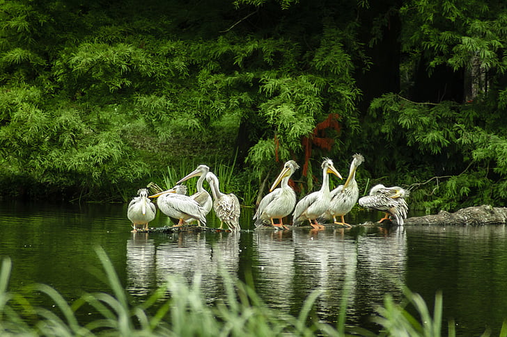 Pelikan, Göl, Hayvanat Bahçesi, Hagenbeck, Hamburg, ada, ara