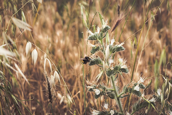 grass, outdoor, plants, field, bee, insect, animal