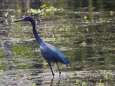 Herold, Egret, zvíře, Příroda, pták, voda, Louisiana