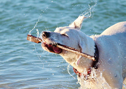 dog, water, sea, wet, beach, movement, ocean