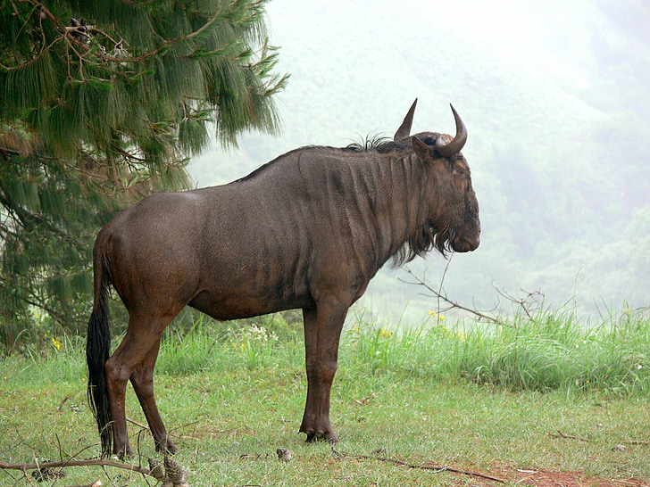 wildebeest blu, GNU, tigrati, Wildebeest, fauna selvatica, Africa