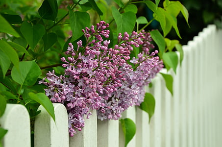 lilac, fence, white, lilac tree, purple, flowers, spring