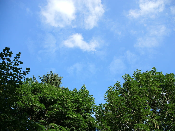obloha, Les, stromy, mraky, nálada, pohled, modrá