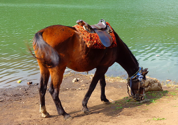 horse, feeding, lake, feed, grass, animal, water