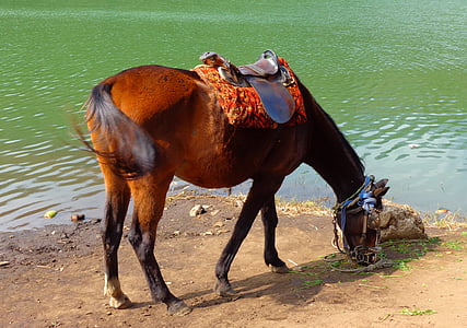 лошадь, питание, озеро, корма, трава, животное, воды