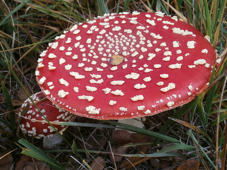 mushrooms, toxic, matryoshka, autumn