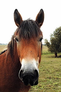 horse, kaltblut, mare, young horse, pasture, paddock, brown