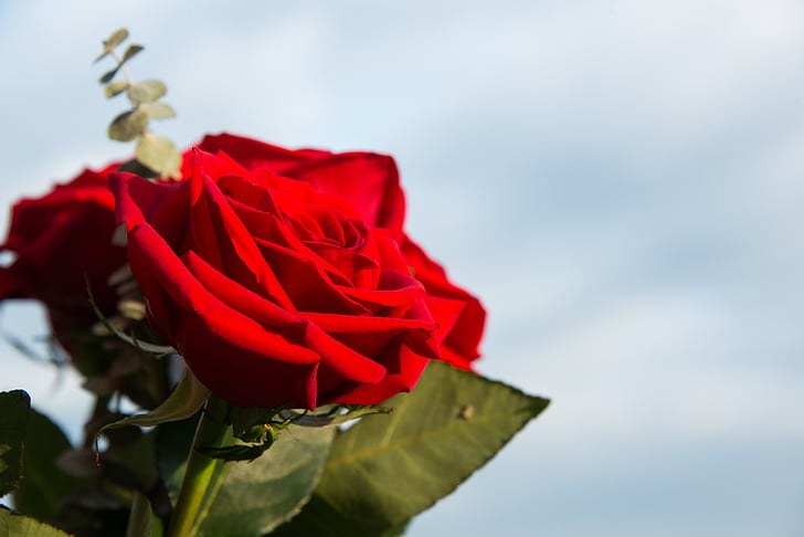 close-up, close-up, flor, natura, flors de color vermell, roses vermelles, Rosa