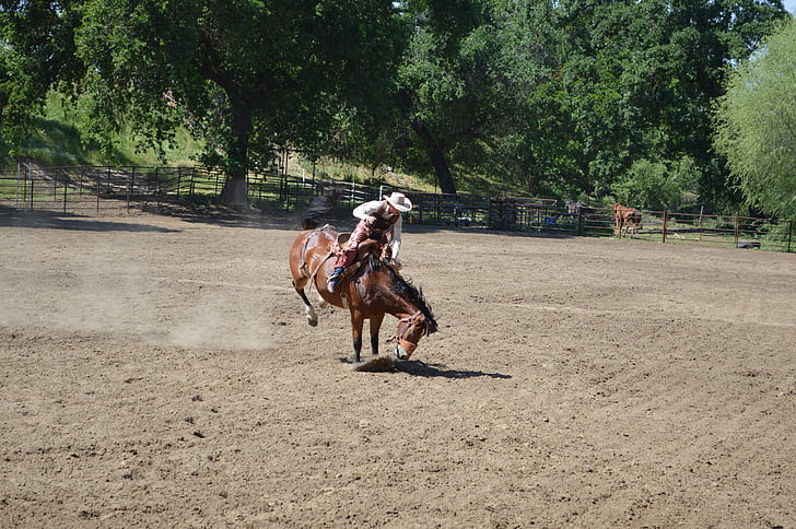 Rodeo, riding, cowboy, hest, vestlige, vill vest, ridning