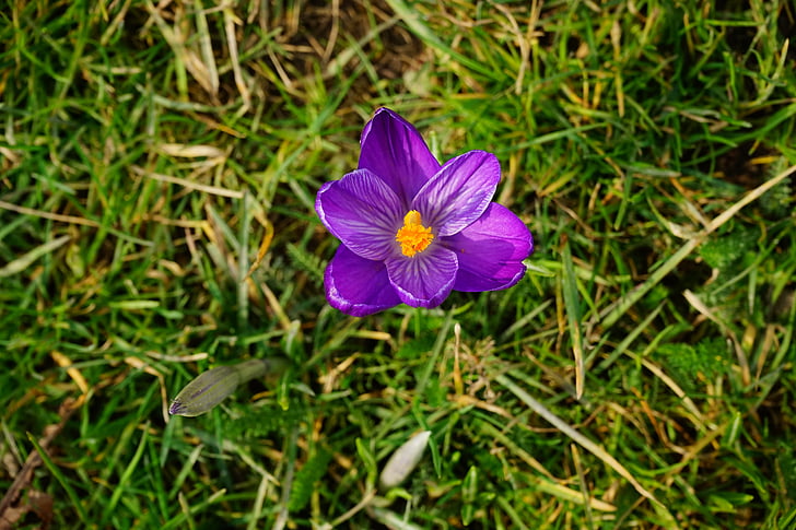 Krokus, Blume, Blüte, Bloom, lila, in der Nähe, Frühling