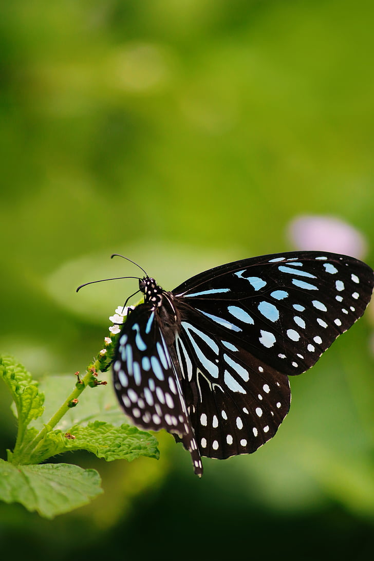природата, пеперуда, Грийн, диви, Открит, околна среда, насекоми
