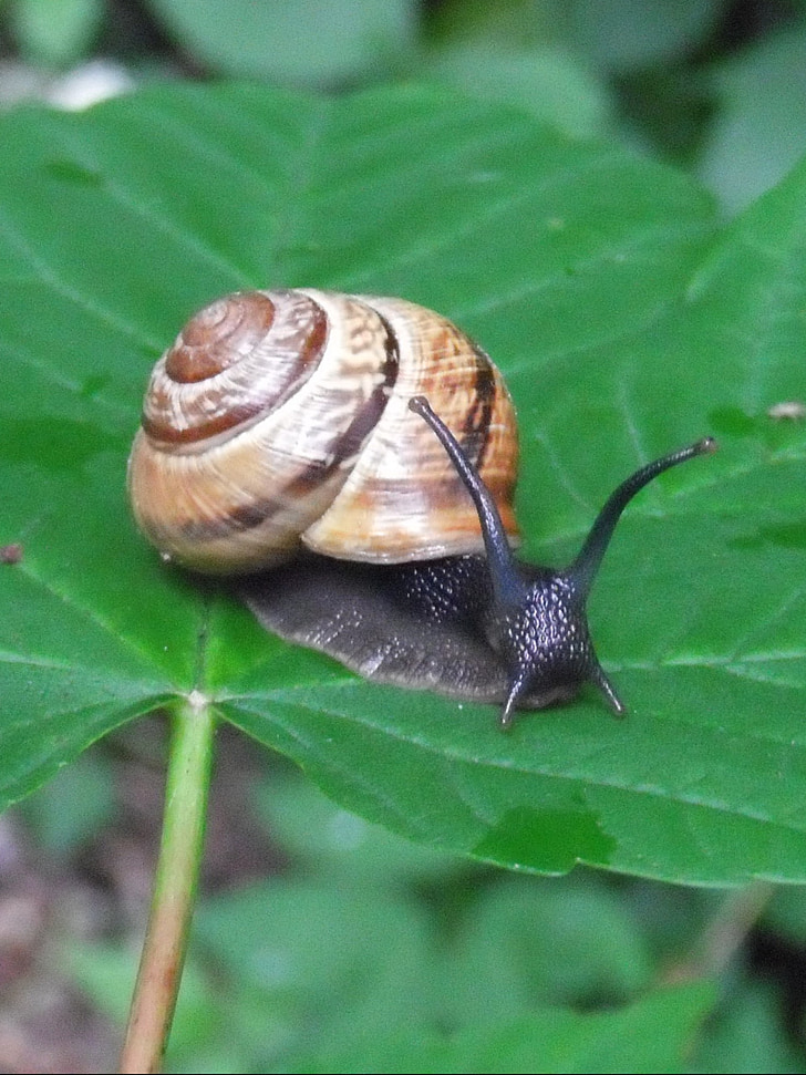 snail, shell, mollusk, leaf, green