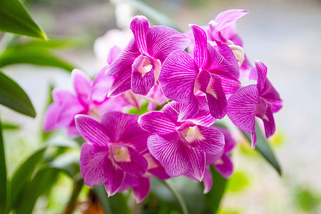 орхідея, чорно пурпуровий, рожевий, квітка, Таїланд