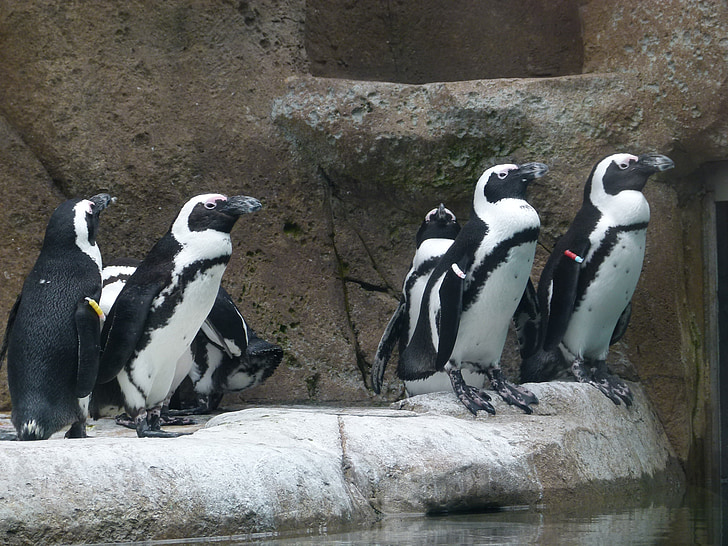 pingouin africain, aves, Groupe, Spheniscus demersus, oiseau, animal, océan