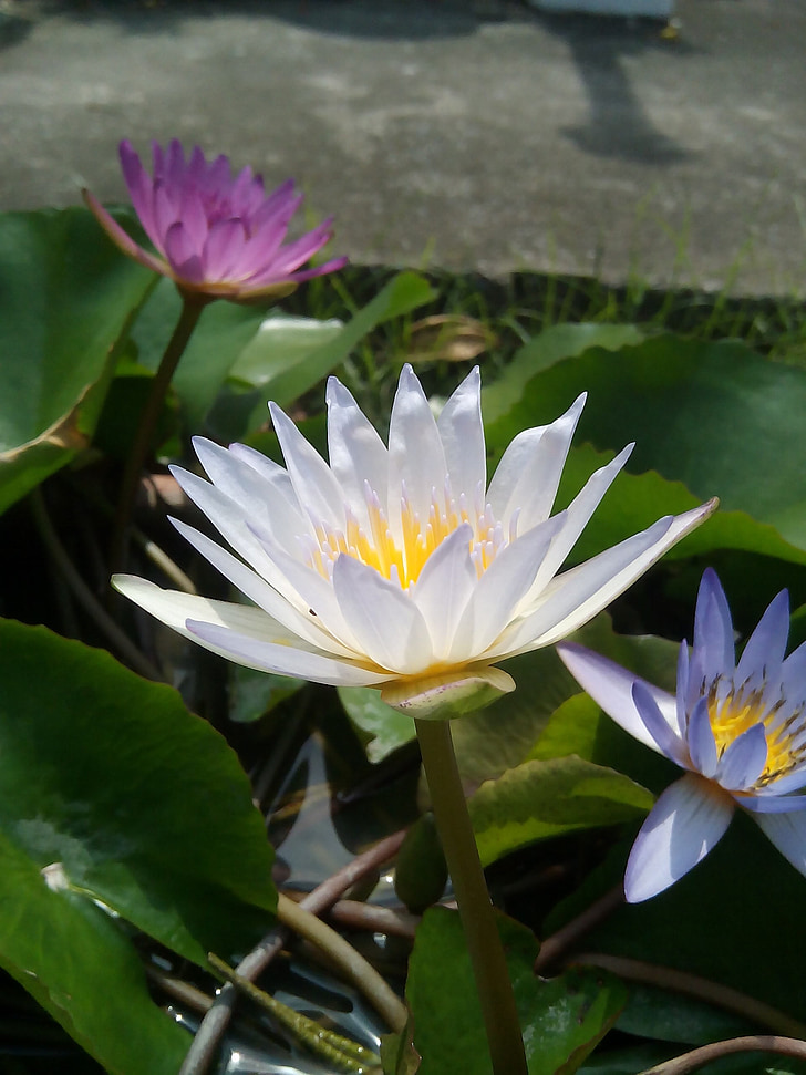 Lotus yaprağı, Lotus, su bitkileri, çiçekler, Lotus Gölü, Mor lotus, Lotus Havzası
