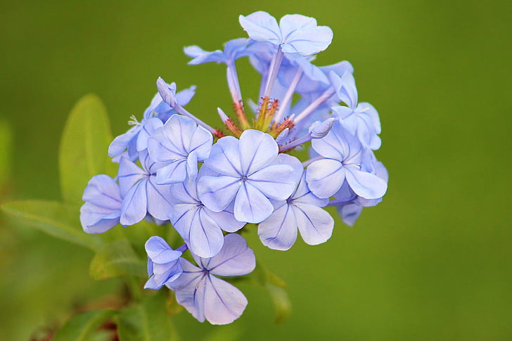 ดอก, บาน, สีฟ้า, ดอกสีน้ำเงิน, ฤดูร้อน, ดอกไม้