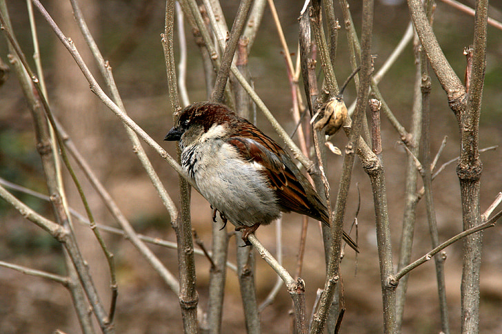 Sparrow, arbre, oiseaux