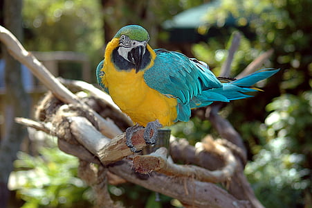 Amerika papağanı, papağan, kuş, renkli, doğa, hayvan, tropikal