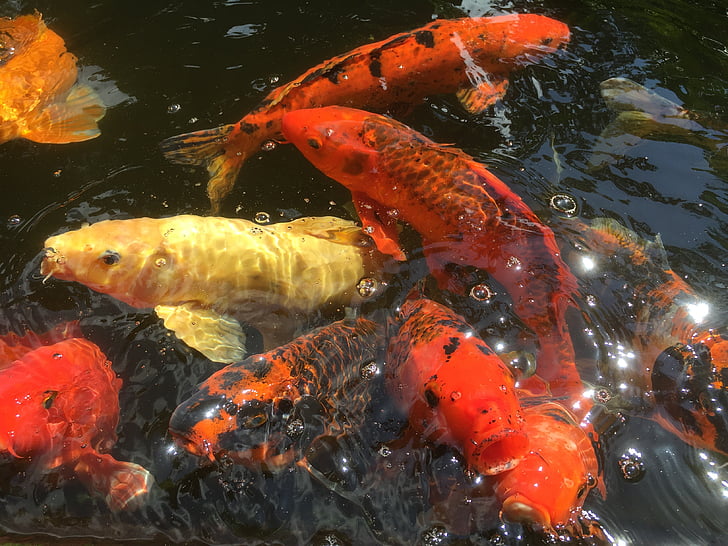 pescado, Koi, estanque, carpa, colorido