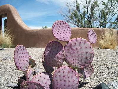 cactus, púrpura, desierto, cactus, Color, espina, Espinosa