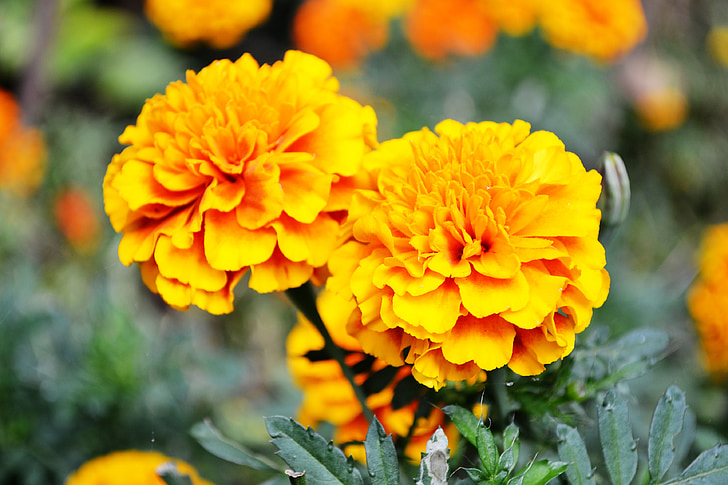 oranžový květ, květiny, zahradní květiny, malé květy, Srí lanka, Peradeniya, Botanická zahrada