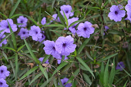 ziedi, Violeta, purpurkrāsas ziediem, Cho, atsvaidzināšana, daba, augu
