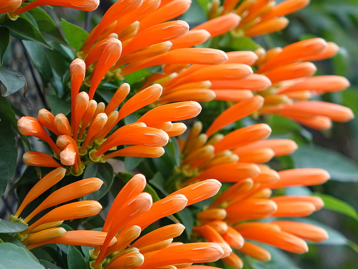fiore di petardo, vite di fiamma, Golden coral, fiore di tre artigli, pioggia a nord-ovest dell'oro, fiore, colore arancione