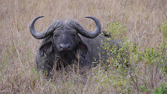 south africa, hluhluwe, buffalo, national park, animals