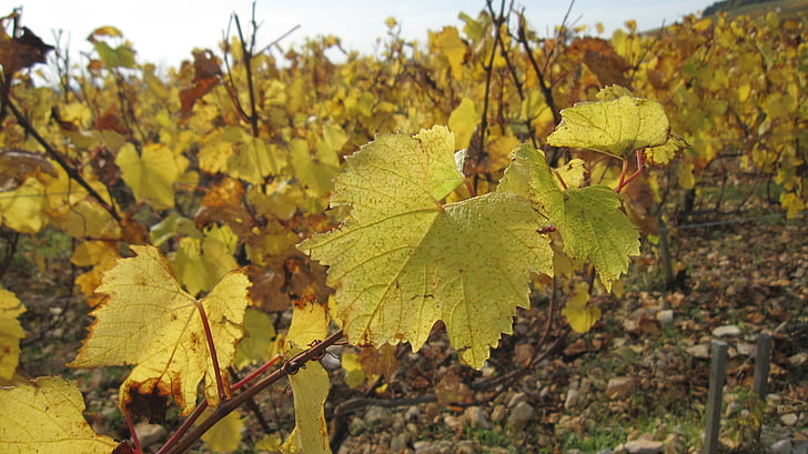 die Hänge des Corton im Herbst, Reben, Weinblätter
