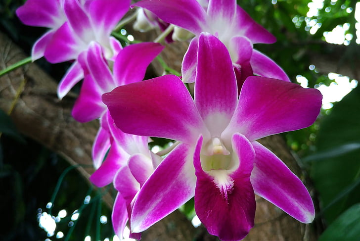 blommor, Orchid