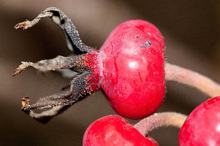 rose hip, rosa canina, fruit, red, wild rose, nature, plant
