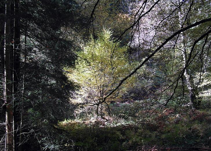 filigran, skogen, träd, hösten, landskap, humör, höstfärg