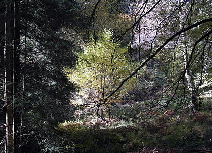 filigrán, Les, stromy, podzim, krajina, nálada, barevný podzim