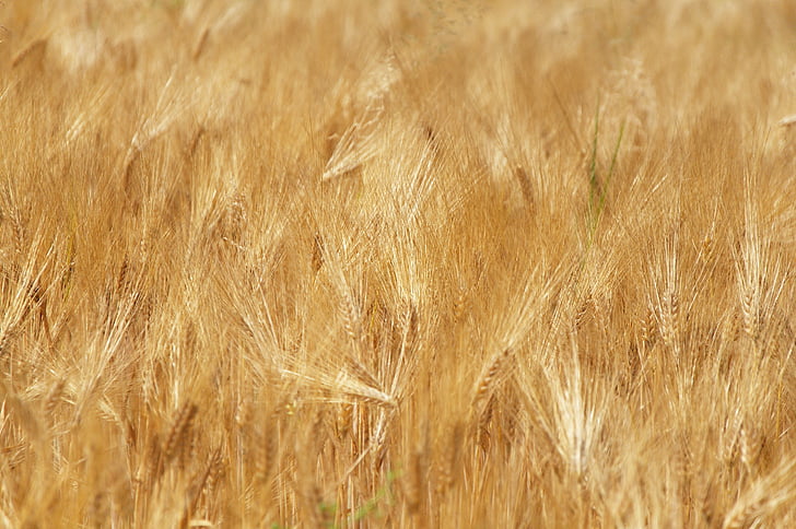 wheat, field, harvest, cereals, grain, agriculture, arable