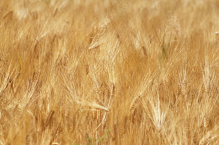 blé, domaine, moisson, céréales, grain, Agriculture, terres arables