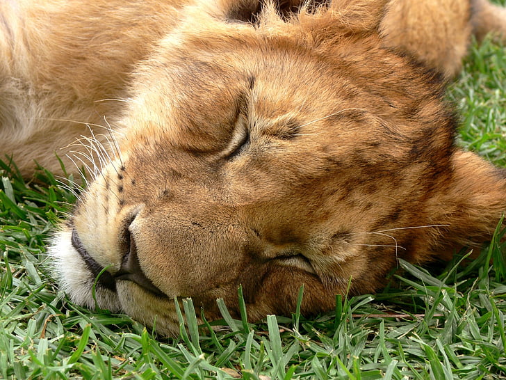 lion, cub, sleeping, dozing, eyes shut, wild, wildlife