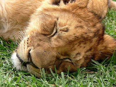 løve, CUB, sover, halvsov, øynene lukket, Wild, dyreliv