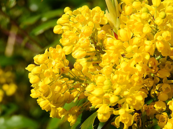 Blossom, Bloom, primavera, natura, fiore