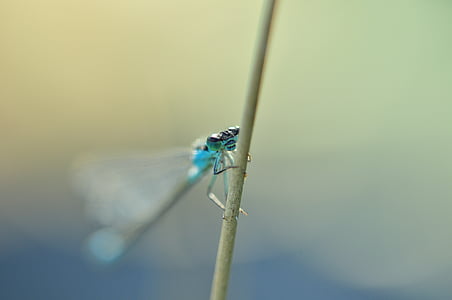 Dragonfly, Azure družička, hmyz, Příroda, rybník, Zavřít, stéblo trávy