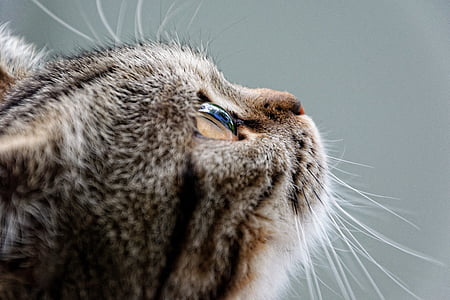 cat, british shorthair, breed cat, luna, mackerel, dreams, pet