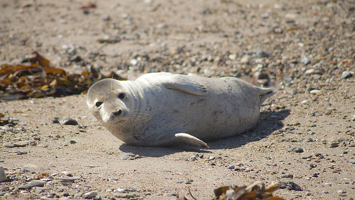 Helgoland, Seal, strand