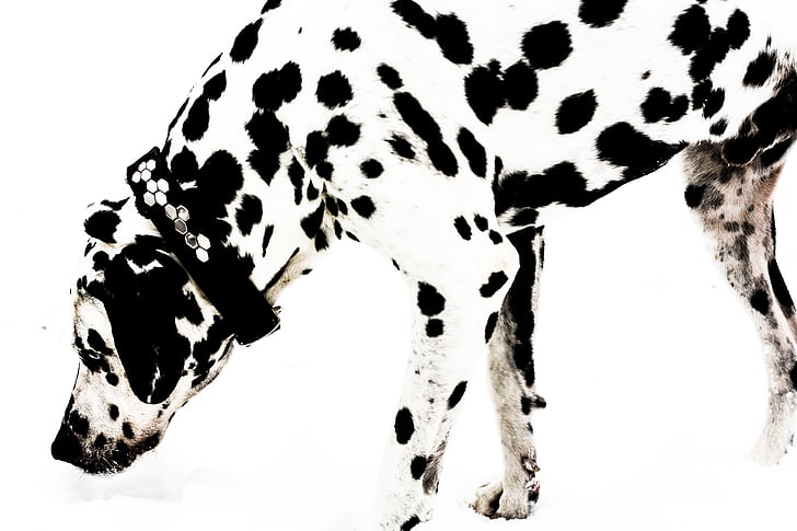 Dalmatian, câine, zăpadă, bland si alb, animale, negru, alb